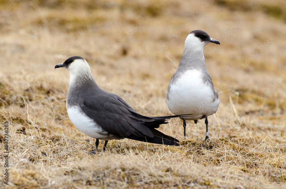 Labbe parasite,.Stercorarius parasiticus, Parasitic Jaeger Labbe parasite,.Stercorarius parasiticus, Parasitic Jaeger