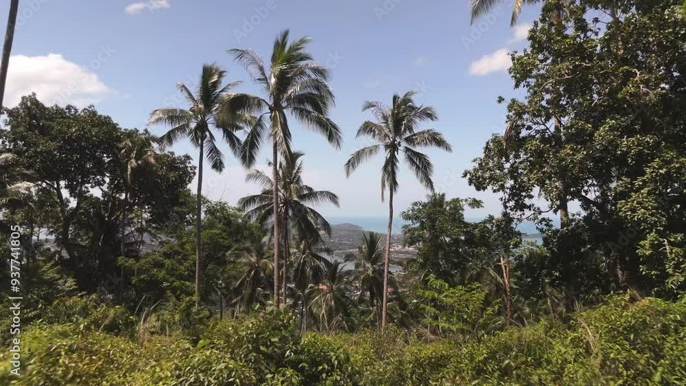 Green palms in tropical forest on ocean island ecosystem tropical vegetation hot climate aerial view. Ocean island with lush palms in tropical forest island nature tropical greenery warm weather. Green palms in tropical forest on ocean island ecosystem tropical vegetation hot climate aerial view. Ocean island with lush palms in tropical forest island nature tropical greenery warm weather.