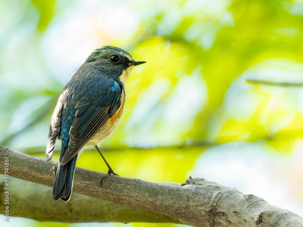 Fototapeta premium 森の中の暗い木陰で枝に留まって周りを見渡しているルリビタキの雄