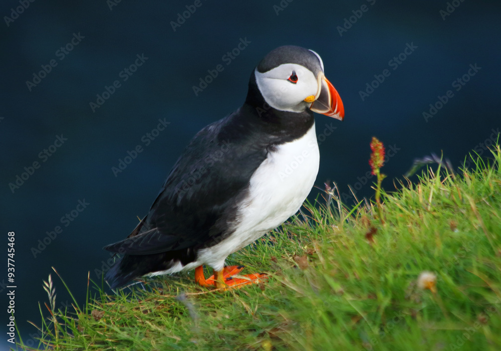 Fototapeta premium Atlantic puffin (Fratercula arctica), Mykines Island, Faroe Islands, Denmark, Europe