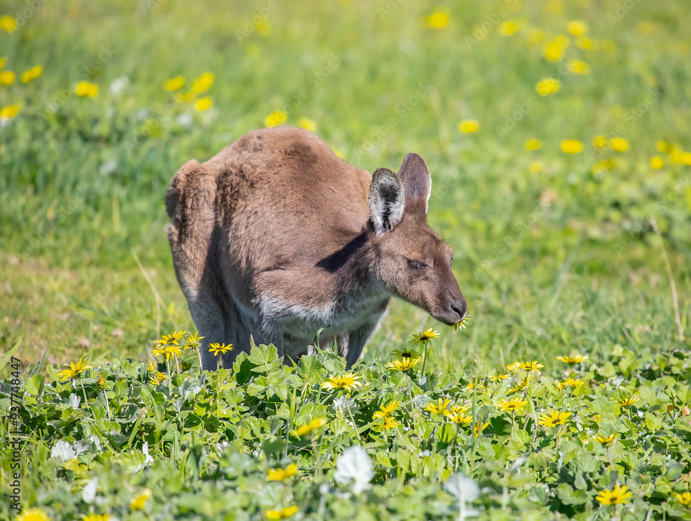 Cute kangaroo is grazing on a green meadow among flowers in Australia, wildlife in nature, close up Cute kangaroo is grazing on a green meadow among flowers in Australia, wildlife in nature, close up