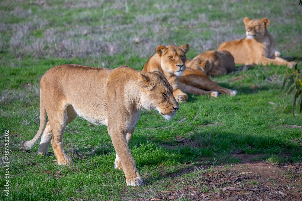 Fototapeta premium A lioness walks calmly on the green grass, wildlife photo