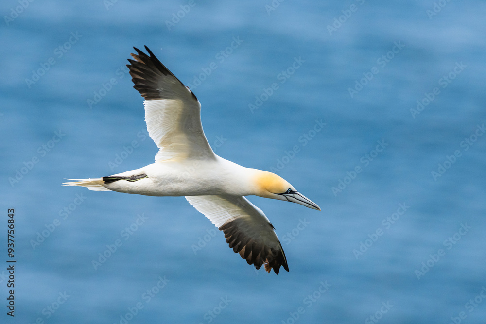 Northern Gannet, Morus bassanus, birds in flight over cliffs, Bempton Cliffs, North Yorkshire, England Northern Gannet, Morus bassanus, birds in flight over cliffs, Bempton Cliffs, North Yorkshire, England