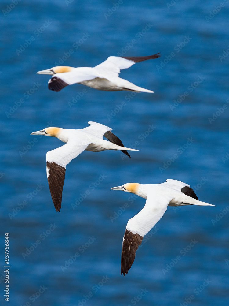 Obraz premium Northern Gannet, Morus bassanus, birds in flight over cliffs, Bempton Cliffs, North Yorkshire, England