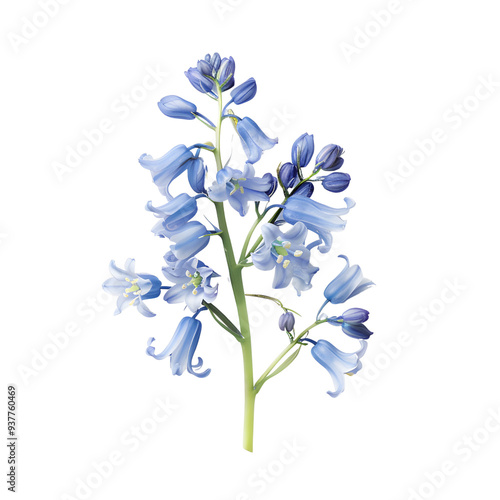 Bluebell flower bouquet isolated transparent background photo