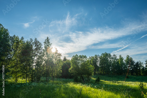 summer forest landscape