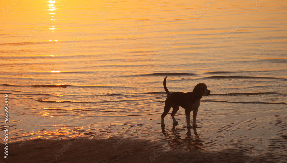 dog on the beach