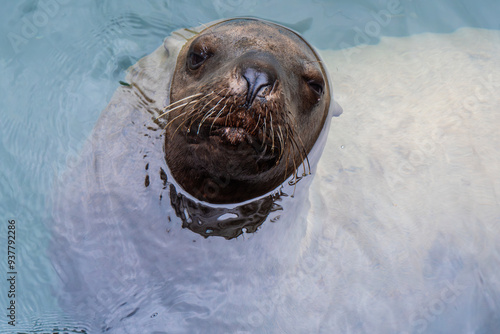 Funny post of sea lion in the water photo