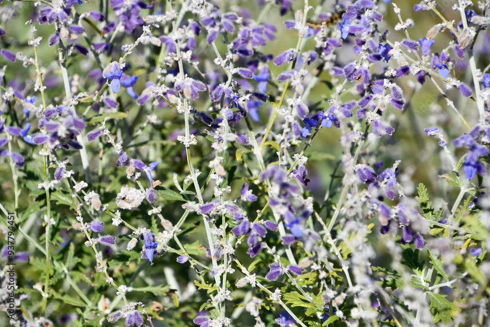 Naklejka premium ロシアンセージ