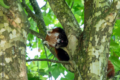 Red Panda in the tree