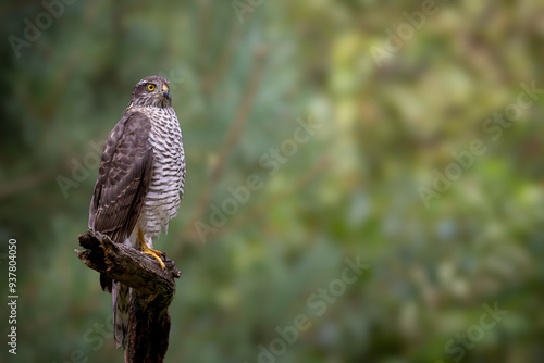eagle owl on a branch