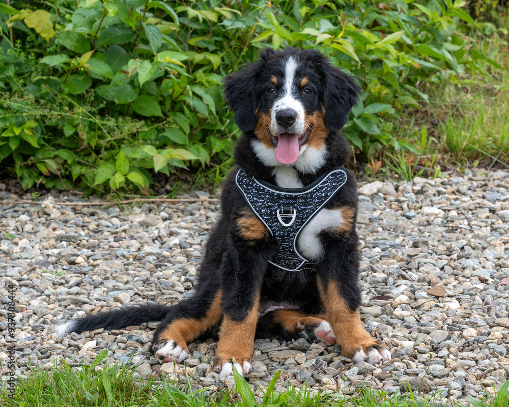 A baby mountain dog with its harness A baby mountain dog with its harness