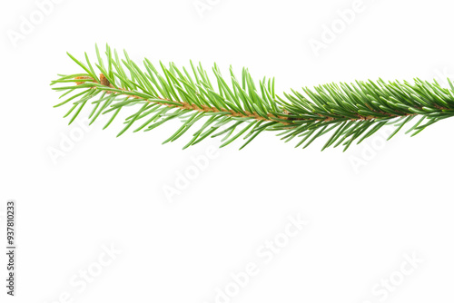 Fresh spruce green branch isolated on white