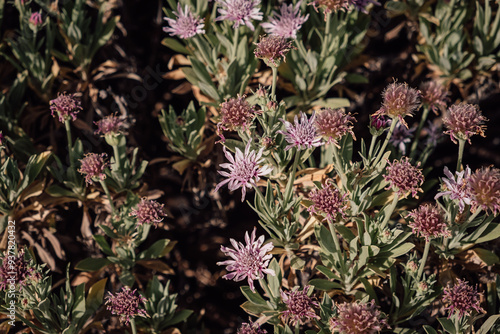 An endemic species from the caldera in Tenerife