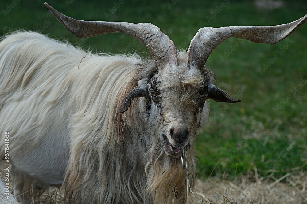 A goat with big horns is watching the camera. agricultural farm A goat with big horns is watching the camera. agricultural farm