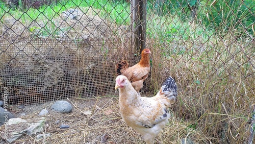 Wallpaper Mural My young rooster and hen in the pen of our chicken coop, next to our house Torontodigital.ca