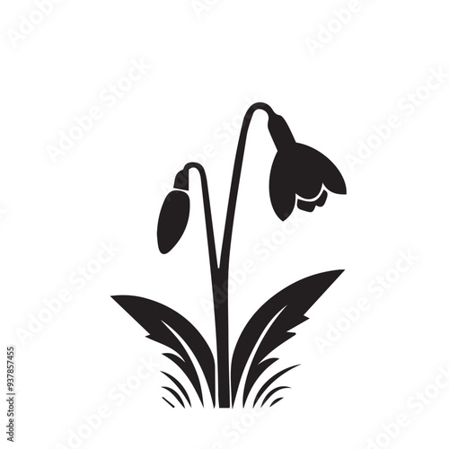 Snowdrop flower, silhouette of a plant isolated on white background.  photo