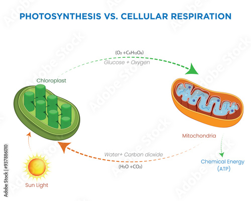 Energy Transformations Photosynthesis and Cellular Respiration in Living Organisms