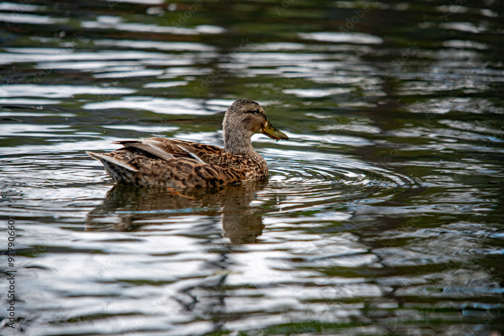 Eine Ente schwimmt gemütlich im See herum Eine Ente schwimmt gemütlich im See herum