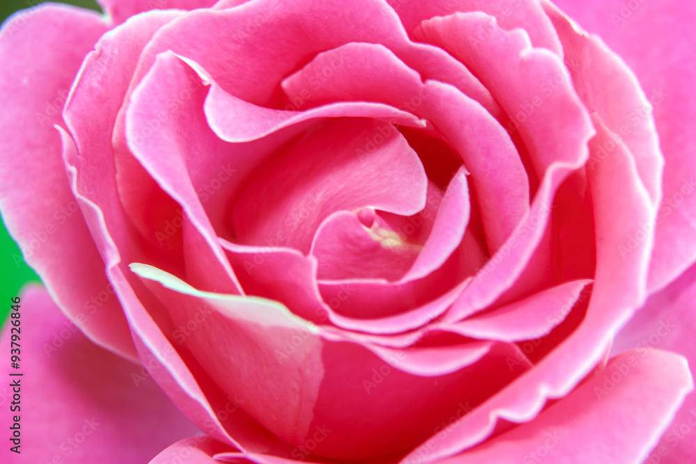 pink rose close up pink rose close up