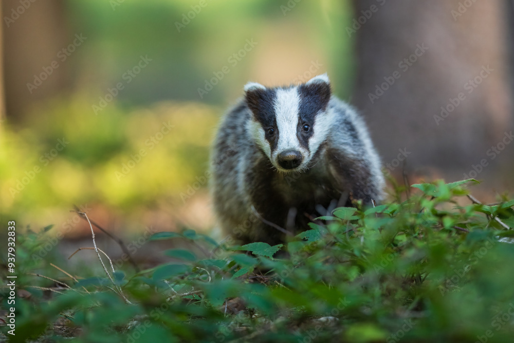 European badger (Meles meles), in the morning light on moss-covered hills standing in the forest, captive, Bohemian Forest, Czech Republic, Europe European badger (Meles meles), in the morning light on moss-covered hills standing in the forest, captive, Bohemian Forest, Czech Republic, Europe