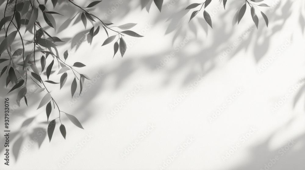 Willow Tree Shadow, A gray silhouette of willow tree leaves cast onto a white wall, creating a soft and serene natural pattern Ideal for backgrounds or overlays Willow Tree Shadow, A gray silhouette of willow tree leaves cast onto a white wall, creating a soft and serene natural pattern Ideal for backgrounds or overlays