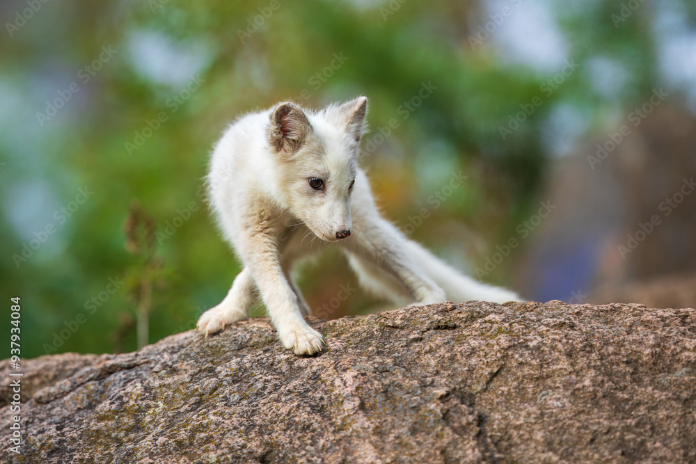 Single cute little arctic fox relax on the rock. clean and bright green background with golden sun light. beautiful scenery.. Single cute little arctic fox relax on the rock. clean and bright green background with golden sun light. beautiful scenery..