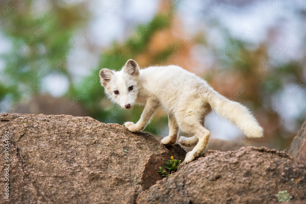 Single cute little arctic fox relax on the rock. clean and bright green background with golden sun light. beautiful scenery.. Single cute little arctic fox relax on the rock. clean and bright green background with golden sun light. beautiful scenery..