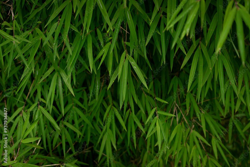 Bamboo leaves with rain drops Bamboo leaves with rain drops