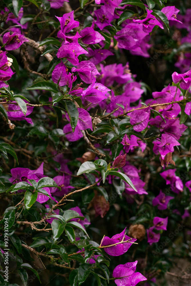 Bougainvillea purple flowers in blossom Bougainvillea purple flowers in blossom