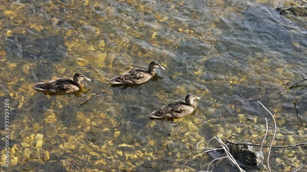 Three ducks glide effortlessly through clear water, exploring the pebbled riverbed on a sunny day in nature. Waterfowl animal theme. Three ducks glide effortlessly through clear water, exploring the pebbled riverbed on a sunny day in nature. Waterfowl animal theme.