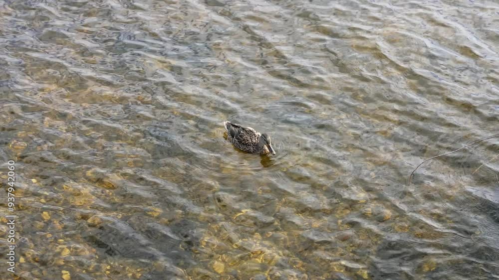 A duck floats gracefully on clear water, surrounded by gentle ripples, as the soft light of dawn reflects on the surface. Waterfowl animal theme. A duck floats gracefully on clear water, surrounded by gentle ripples, as the soft light of dawn reflects on the surface. Waterfowl animal theme.