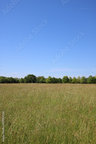 A beautiful field and blue sky