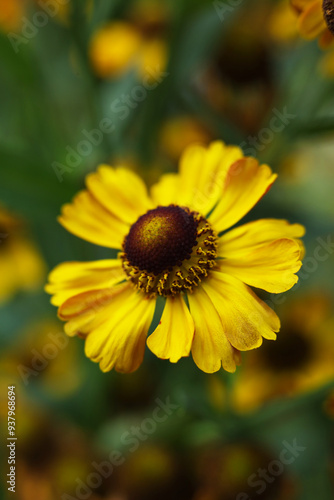 Helenium autumnale, common sneezeweed flowers in the summer garden	 photo