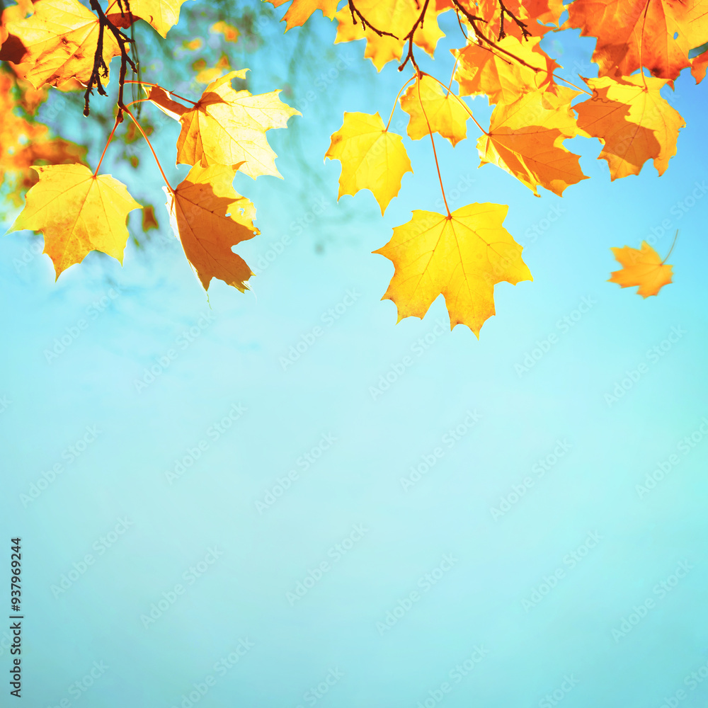 Autumn yellow maple leaves in the autumn park. Autumn background with leaves in the sun's rays. Beautiful colorful nature wallpaper. Autumn yellow maple leaves in the autumn park. Autumn background with leaves in the sun's rays. Beautiful colorful nature wallpaper.