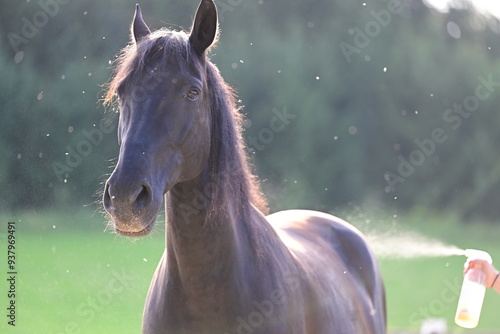 Fliegenspray beim Pferd. Schwarzes Pferd wird mit Insektenschutz besprüht photo