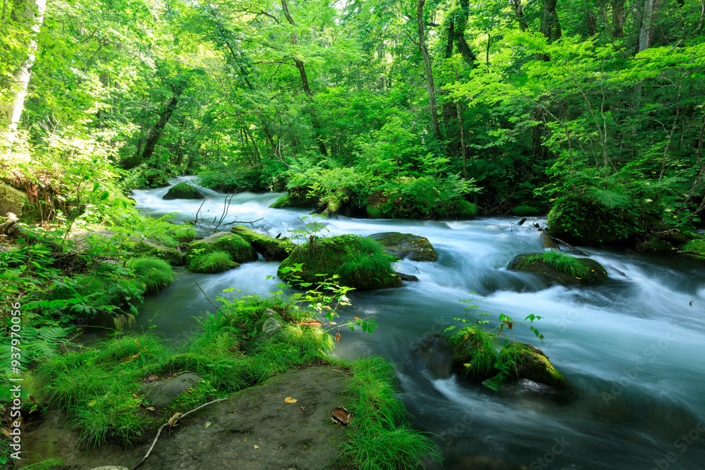 Obraz premium 青森県 奥入瀬渓流 8月