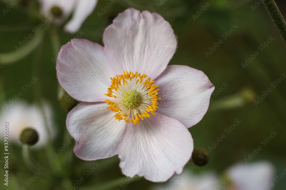 a single japanese windflower in the summer garden a single japanese windflower in the summer garden