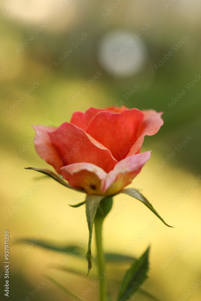 Pink rose on the blurred background, shallow depth of field, selective focus. Pink rose on the blurred background, shallow depth of field, selective focus.