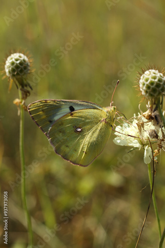 beautiful Colias erate, commonly known as the eastern pale clouded yellow butterfly on a flower photo