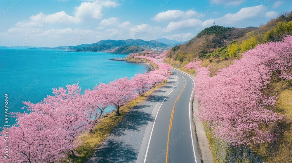 A scenic coastal road in Japan with cherry blossoms lining the route, offering a picturesque spring drive