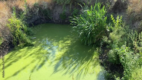 Marsh with green blooming algae on surface photo