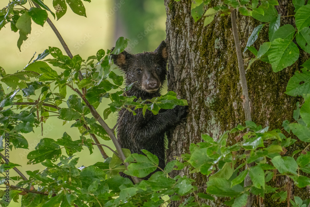 Fototapeta premium A bear cub is clinging to the trunk of a tree surrounded by green foliage. The scene is set in a forest with a blurred background, highlighting the little bear.