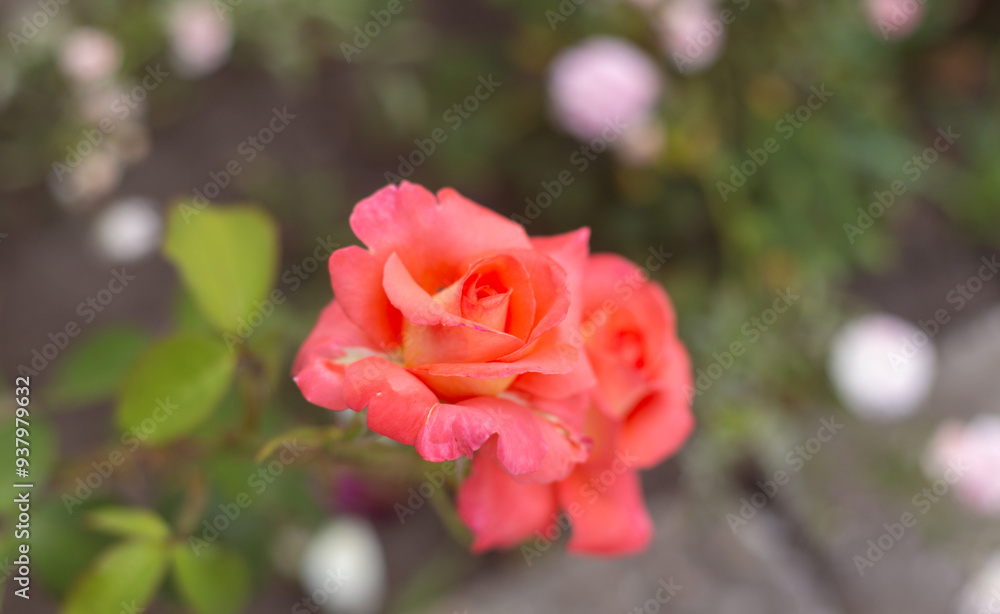 flower in the garden, roses are beautiful with a beautiful sunny day flower in the garden, roses are beautiful with a beautiful sunny day