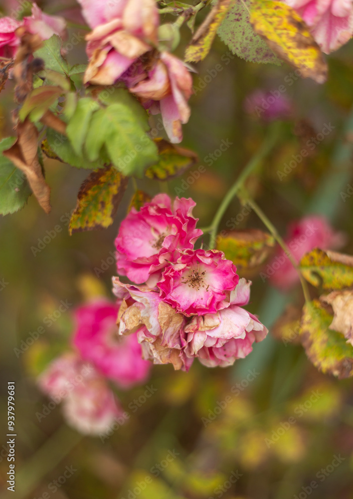 flower in the garden, roses are beautiful with a beautiful sunny day flower in the garden, roses are beautiful with a beautiful sunny day