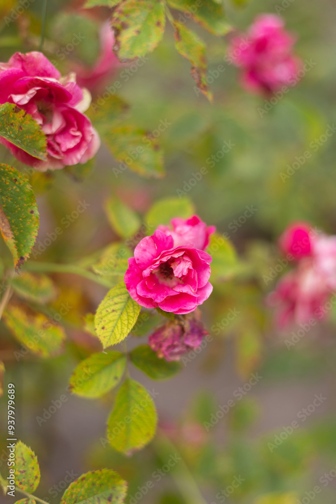 flower in the garden, roses are beautiful with a beautiful sunny day flower in the garden, roses are beautiful with a beautiful sunny day