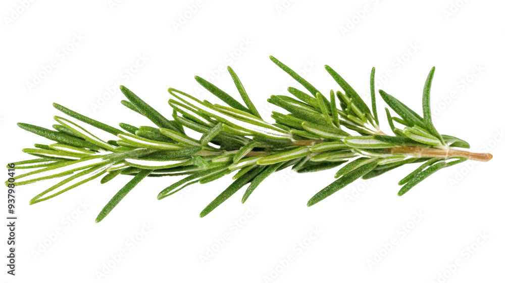 Fresh rosemary sprig, perfect for culinary uses, enhancing flavors in dishes, or as a fragrant garnish in cooking. Fresh rosemary sprig, perfect for culinary uses, enhancing flavors in dishes, or as a fragrant garnish in cooking.