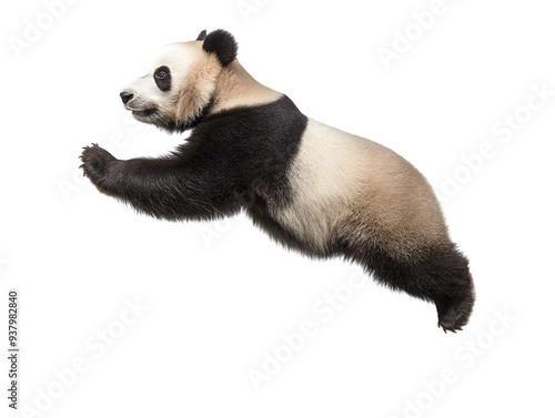 panda cub floating in mid-air, side profile on isolated background
 photo