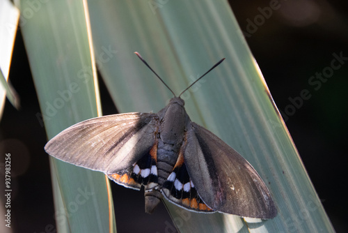 Paysandisia archon, Papillon du palmier, Castnide du palmier
