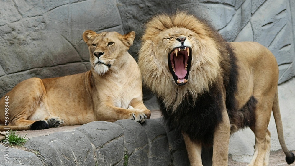 Naklejka premium lion and lioness, lion, male lion and lioness.